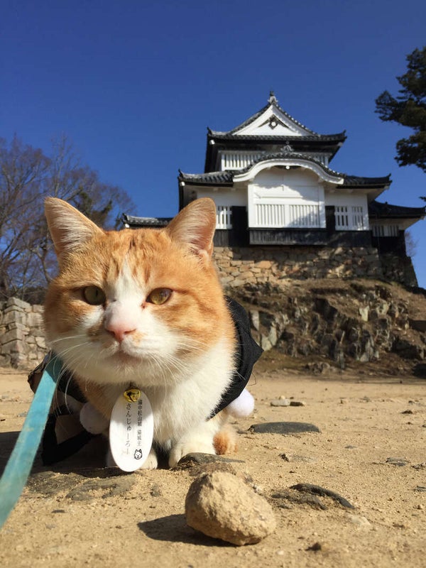 【兵庫県内発】 紅葉に染まる天空の山城「備中松山城」と雪舟ゆかりの「井山宝福寺」 日帰り3